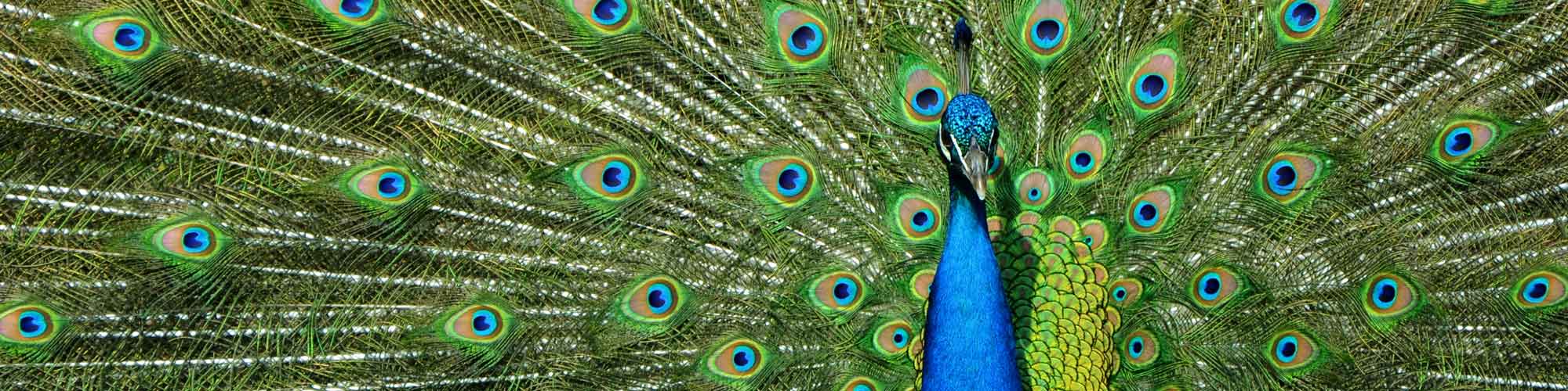 perfecting-the-pitch