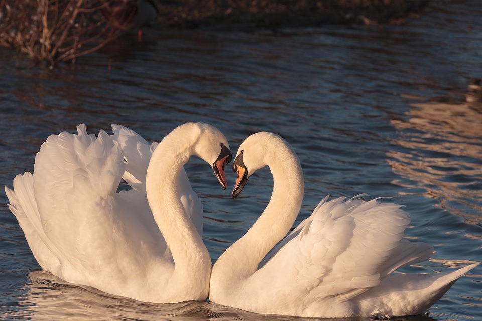 swans-2116649_960_720