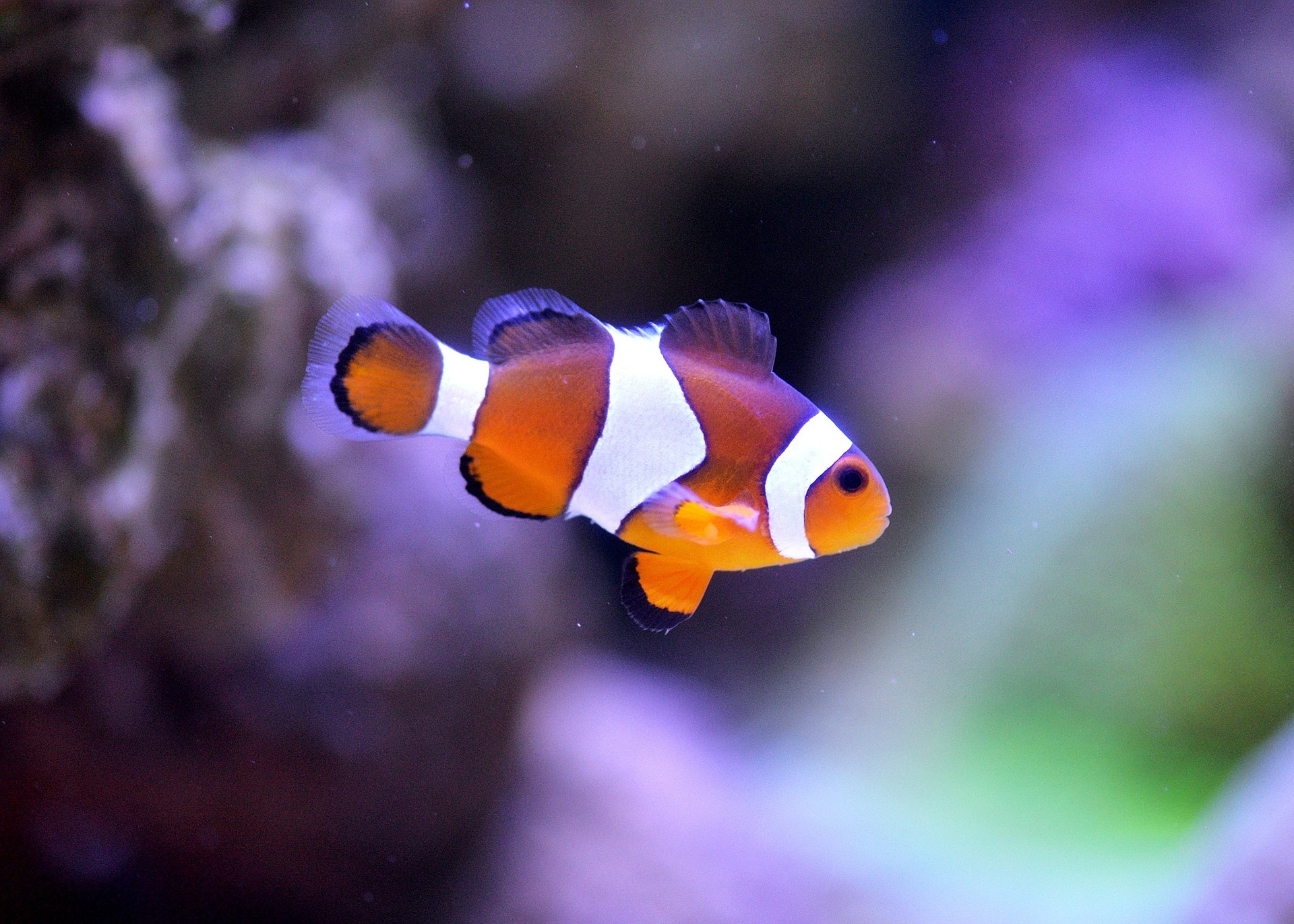 clownfish-1453910_1920